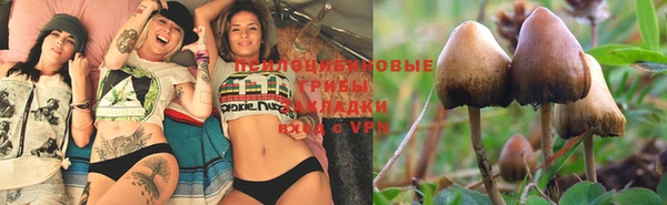 индика Алзамай